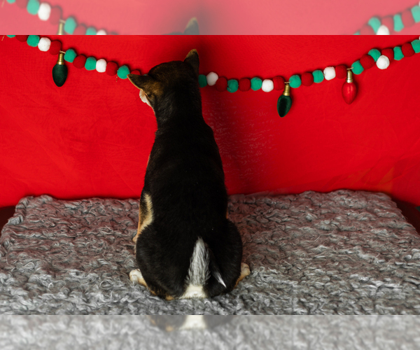 Medium Photo #8 Shiba Inu Puppy For Sale in MILLERSBURG, IN, USA