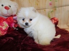 Small #1 Pomeranian