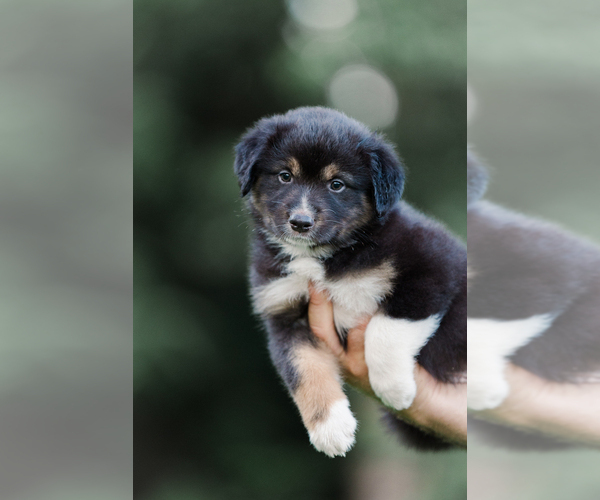 Medium Photo #3 Australian Shepherd Puppy For Sale in ARODA, VA, USA
