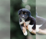 Small #2 Australian Shepherd