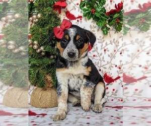 Texas Heeler Puppy for sale in HOLTWOOD, PA, USA