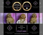 Small Photo #42 Goldendoodle (Miniature) Puppy For Sale in WARSAW, IN, USA