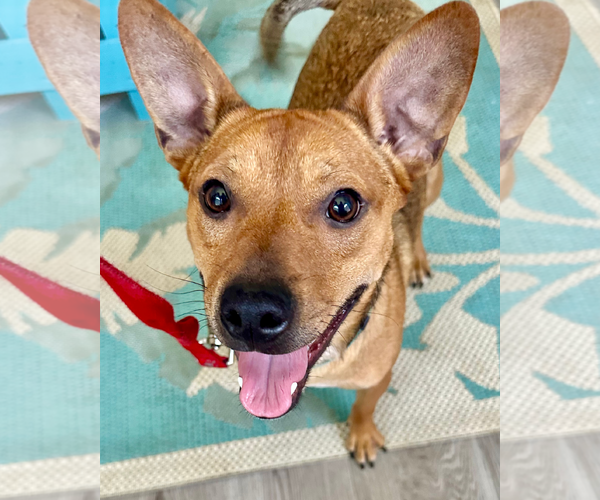 Medium Photo #5 Basenji-Unknown Mix Puppy For Sale in Chandler, AZ, USA