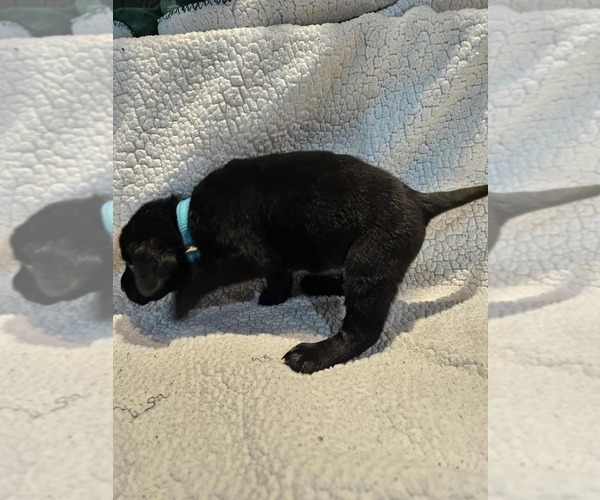 Medium Photo #26 Labrador Retriever Puppy For Sale in Gagetown, MI, USA