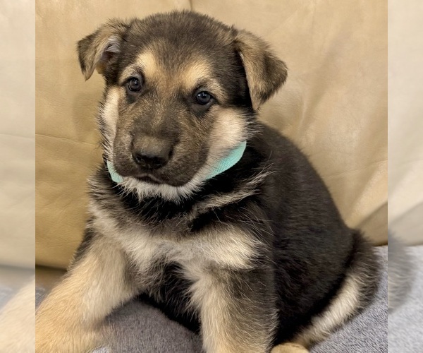 Medium Photo #29 German Shepherd Dog Puppy For Sale in BRIGHTON, CO, USA