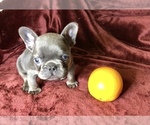 Small Photo #21 French Bulldog Puppy For Sale in BUCKS BAR, CA, USA