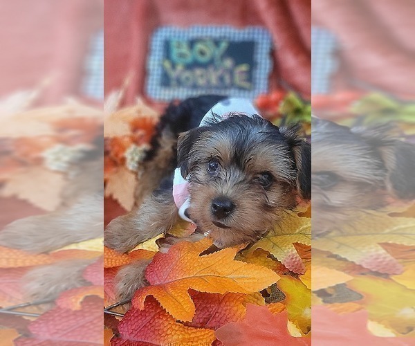 Medium Photo #9 Yorkshire Terrier Puppy For Sale in AKRON, OH, USA