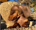 Small Photo #5 Dachshund Puppy For Sale in SANTA CLARITA, CA, USA