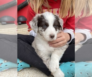 Bordoodle Puppy for sale in DEARBORN, MO, USA