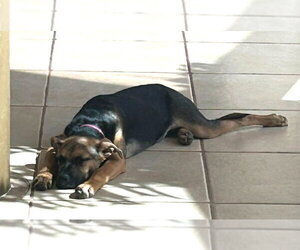 Chillie - Female Mutt Dog for Adoption - Photo #5
