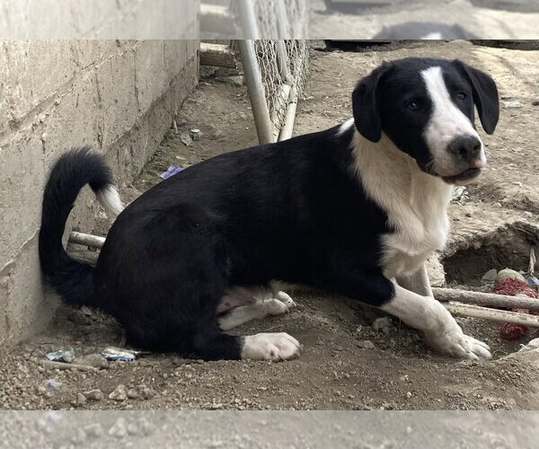Medium Photo #6 Borador Puppy For Sale in Aurora, IN, USA