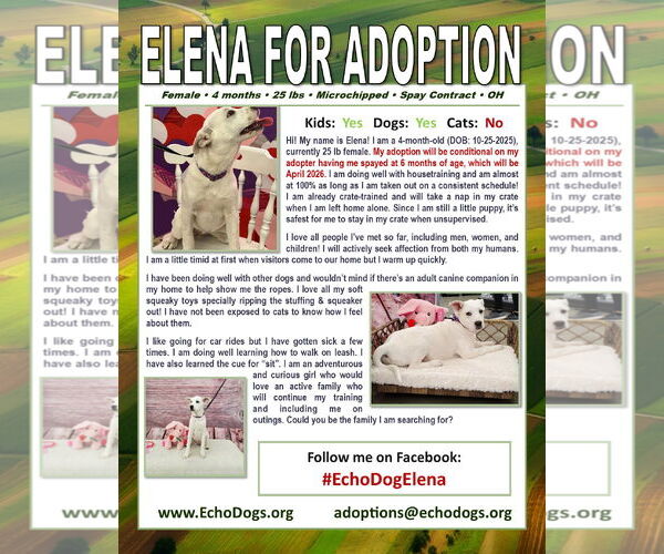 Medium Photo #2 Unknown-white german shepherd Mix Puppy For Sale in Hoffman Estates, IL, USA