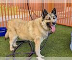 Small #1 Siberian Husky Mix
