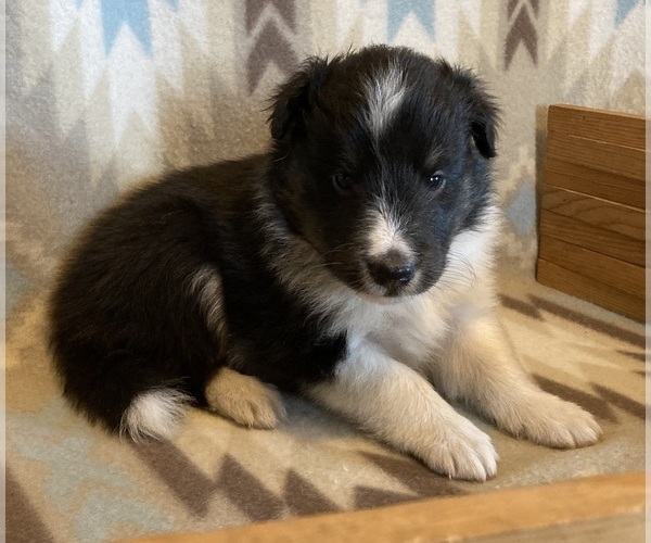 Medium Photo #3 Shetland Sheepdog Puppy For Sale in FORT MORGAN, CO, USA