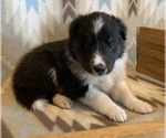 Small #2 Shetland Sheepdog