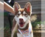 Small Alaskan Malamute Mix