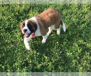 Saint Bernard Puppy for sale in AIRVILLE, PA, USA