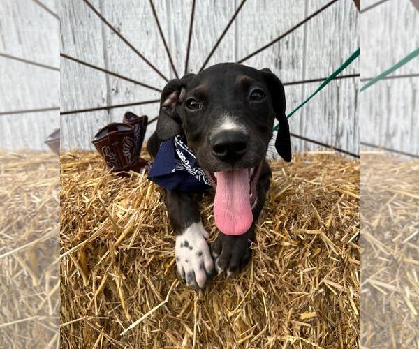 Medium Photo #1 Labrador Retriever-Unknown Mix Puppy For Sale in Rocky Mount, NC, USA