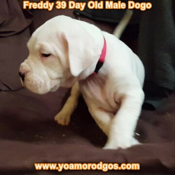 Medium Photo #116 Dogo Argentino Puppy For Sale in JANE, MO, USA