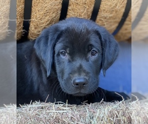 Golden Labrador Puppy for sale in GEORGETOWN, TX, USA