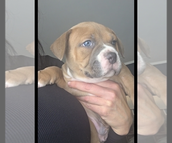 Medium Photo #8 American Bully Puppy For Sale in PADUCAH, KY, USA
