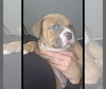 Small #7 American Bully