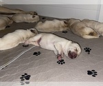 Small Photo #11 Labrador Retriever Puppy For Sale in CARMICHAEL, CA, USA