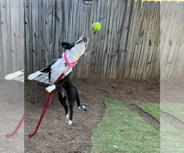 Medium Photo #20 Mutt Puppy For Sale in Kennesaw, GA, USA