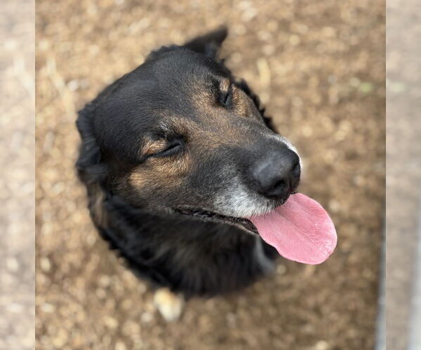 Medium Photo #2 Mutt Puppy For Sale in Rohnert Park, CA, USA
