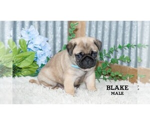 Pug Puppy for Sale in CLARE, Michigan USA