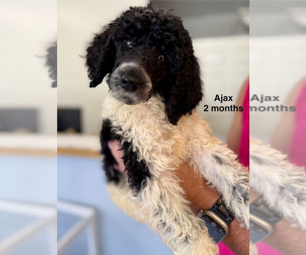 Medium Photo #1 Poodle (Standard) Puppy For Sale in Studio City, CA, USA