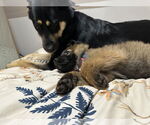 Small #12 German Shepherd Dog