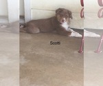 Small Photo #25 Australian Shepherd Puppy For Sale in GILMER, TX, USA