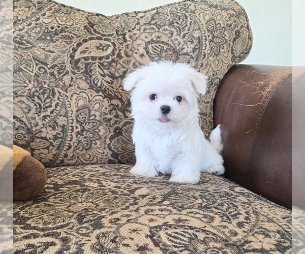 Medium Photo #6 Maltese Puppy For Sale in SANTA CLARITA, CA, USA