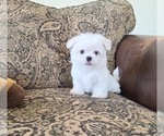 Puppy Biscuit Maltese