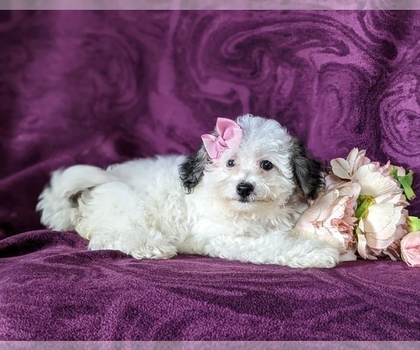 Medium Photo #8 Bichpoo Puppy For Sale in NOTTINGHAM, PA, USA