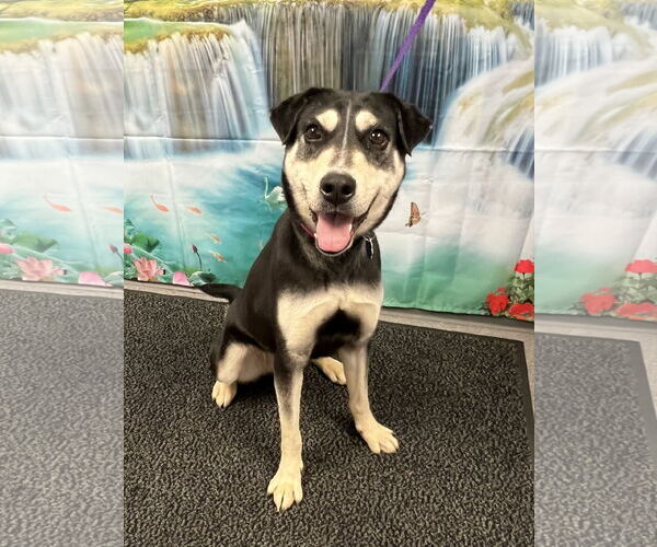 Medium Photo #3 Mutt Puppy For Sale in Euless, TX, USA