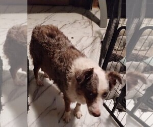 Mother of the Texas Heeler puppies born on 11/28/2022