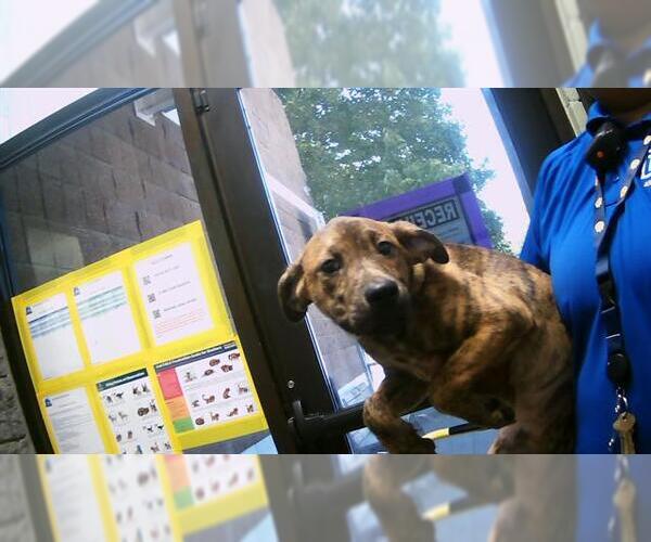 Medium Photo #1 American Pit Bull Terrier-Unknown Mix Puppy For Sale in Tulsa, OK, USA