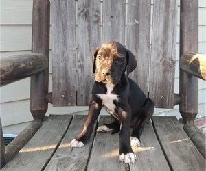 Great Dane Puppy for sale in MORRILL, ME, USA