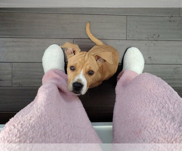 Medium Photo #14 American Staffordshire Terrier-Labrador Retriever Mix Puppy For Sale in Brewster, NY, USA