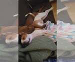 Small Photo #7 American Staffordshire Terrier-Red Heeler Mix Puppy For Sale in Arlington, VA, USA