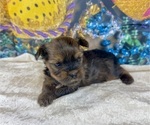 Small #6 Morkie