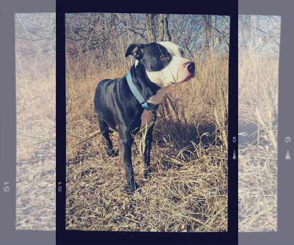 Medium Photo #7 American Pit Bull Terrier-Unknown Mix Puppy For Sale in Crystal, MN, USA