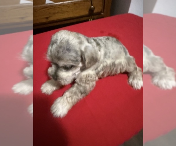 Medium Photo #1 Schnauzer (Miniature) Puppy For Sale in DUARTE, CA, USA
