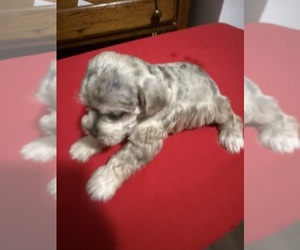 Schnauzer (Miniature) Puppy for Sale in DUARTE, California USA
