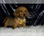 Small #2 Dachshund