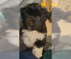 Pom-Shi-Shih Tzu Mix Puppy for sale in SAINT LOUIS, MO, USA