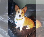 Small #1 Welsh Corgi Mix