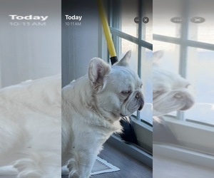 Father of the French Bulldog puppies born on 05/14/2025